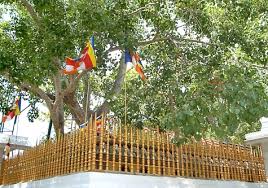 Siri Maha Bodhi Tree