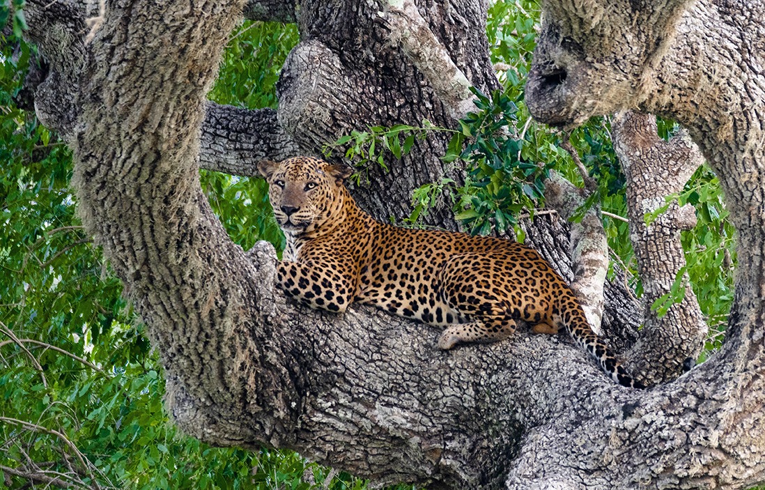 Yala National Park1 1